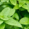 AROMATICHE