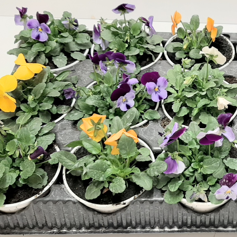 VIOLA A FIORE PICCOLO
