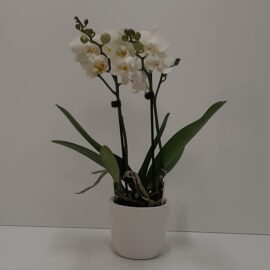 PHALAENOPSIS BIANCO