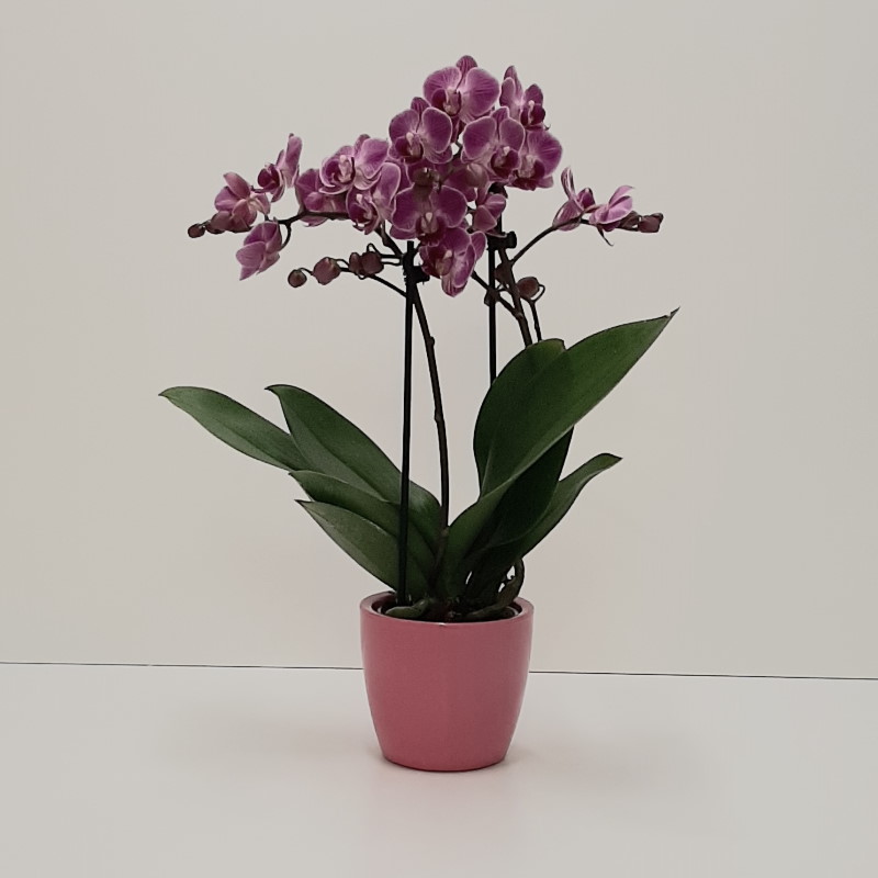 PHALAENOPSIS ROSA