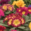 FIORITURE