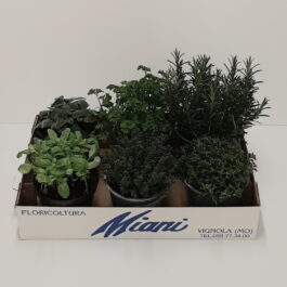 CASSETTA CON AROMATICA MIX