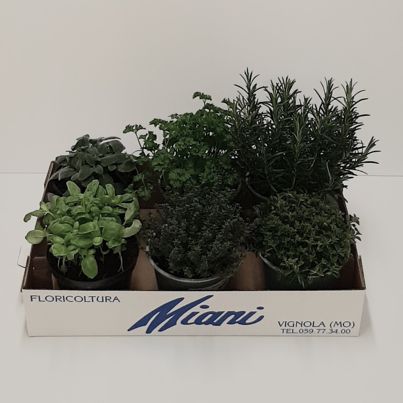 CASSETTA CON AROMATICA MIX