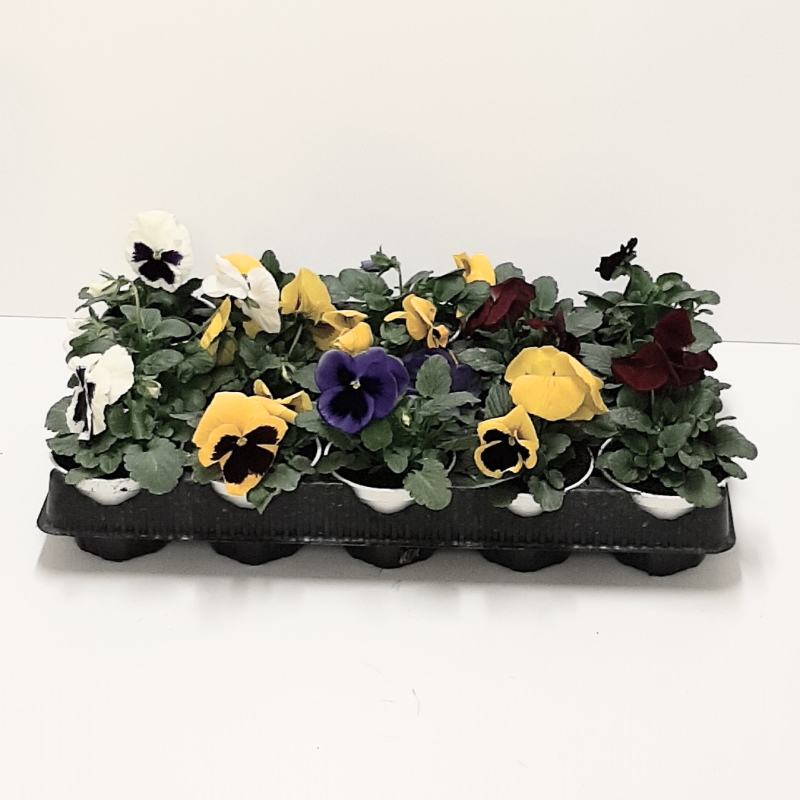 VIOLA A FIORE GRANDE