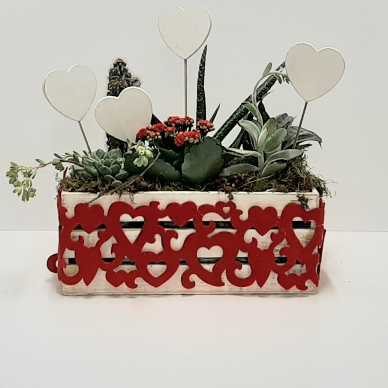 COMPOSIZIONE CACTUS