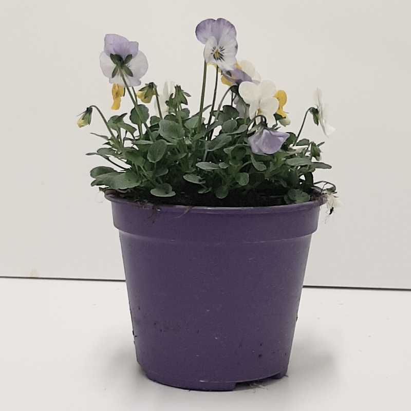 VIOLA PENDULA VASO 14