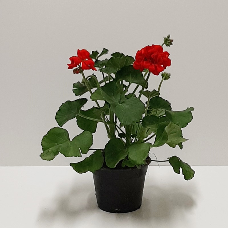 GERANIO ZONALE VAS0 14 ROSSO