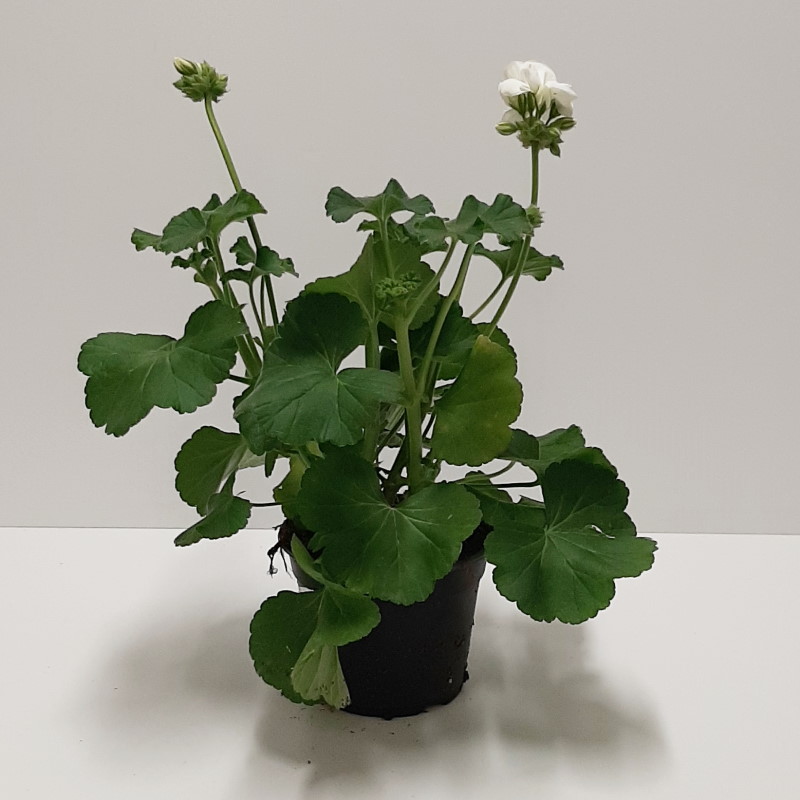 GERANIO ZONALE VASO 14 BIANCO