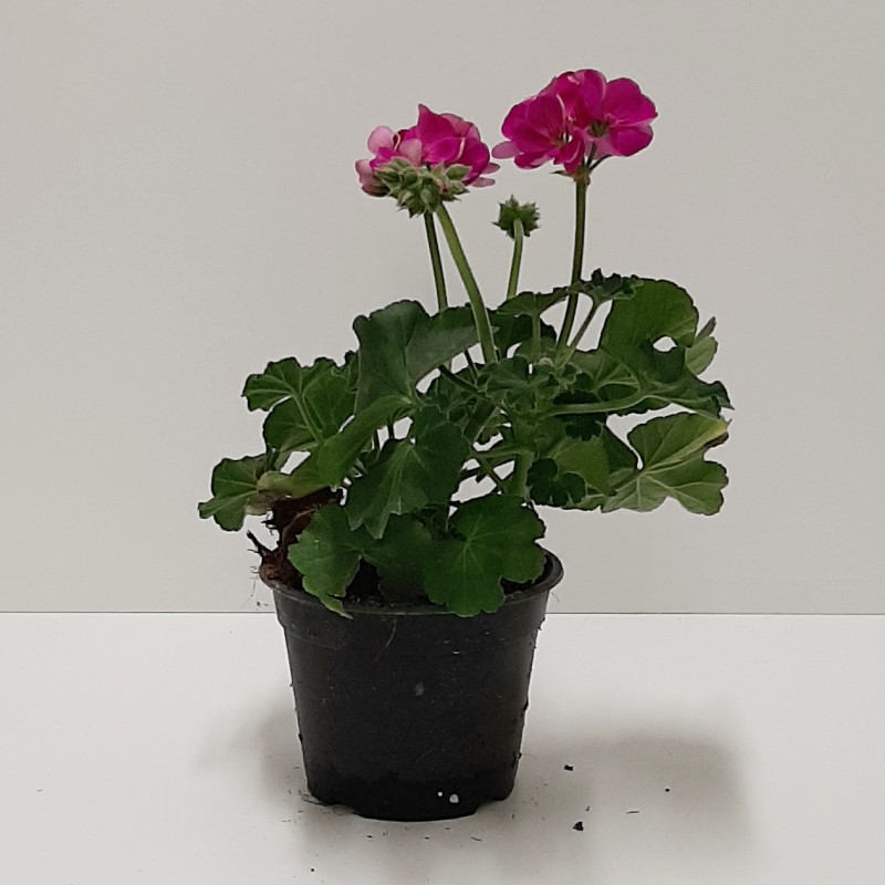 GERANIO ZONALE VASO 14 FUXIA