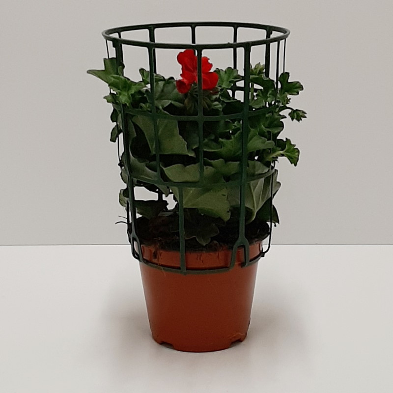 GERANIO EDERA VASO 14 ROSSO