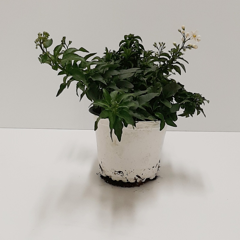 SOLANUM VASO 14