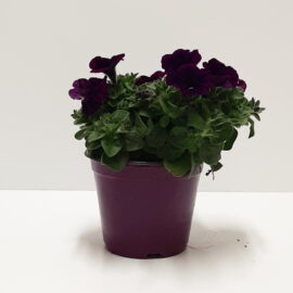 POTUNIA VASO 14 VIOLA