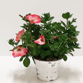 POTUNIA VASO 14 ROSA