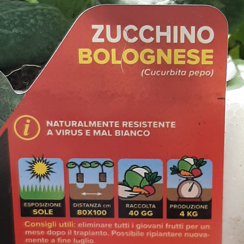 ZUCCHINO BOLOGNESE IN PAK 4 PIANTINE