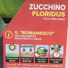ZUCCHINO FLORIDUS IN PAK 4 PIANTINE