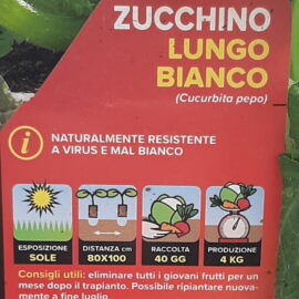 ZUCCHINO LUNGO BIANCO IN PAK 4 PIANTINE