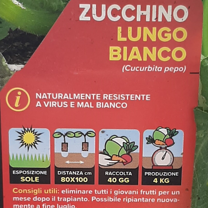 ZUCCHINO LUNGO BIANCO IN PAK 4 PIANTINE