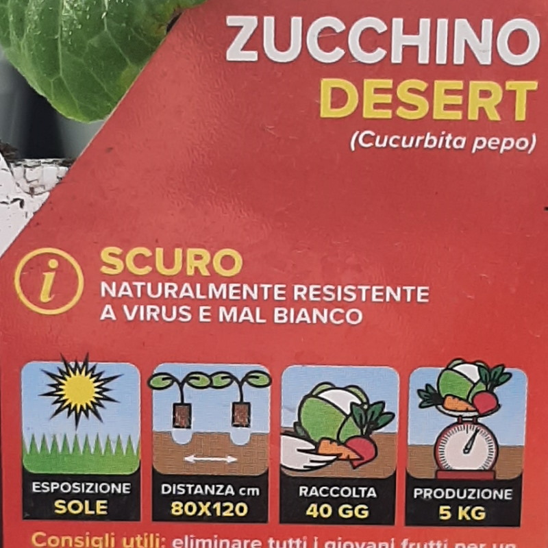 ZUCCHINO DESERT IN PAK 4 PIANTINE