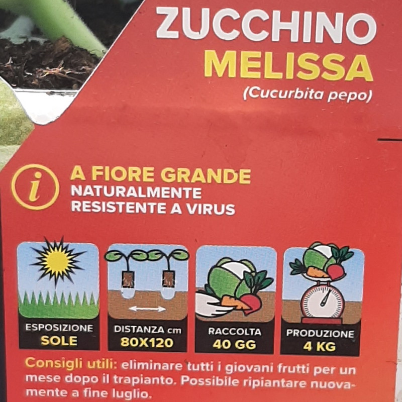 ZUCCHINO MELISSA IN PAK 4 PIANTINE